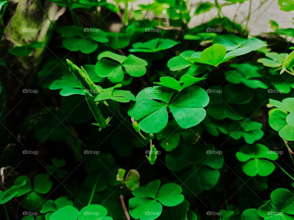 Large green clover leaves field in forest. This mini plant also has beliefs or myths as a bringer of good luck.