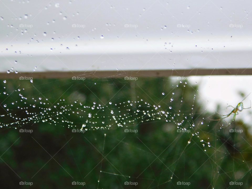 Liquids are cool - A closeup of beautiful dewdrops on a symmetrical spider web - like freshly cut diamonds - Spider in the right hand corner of the web