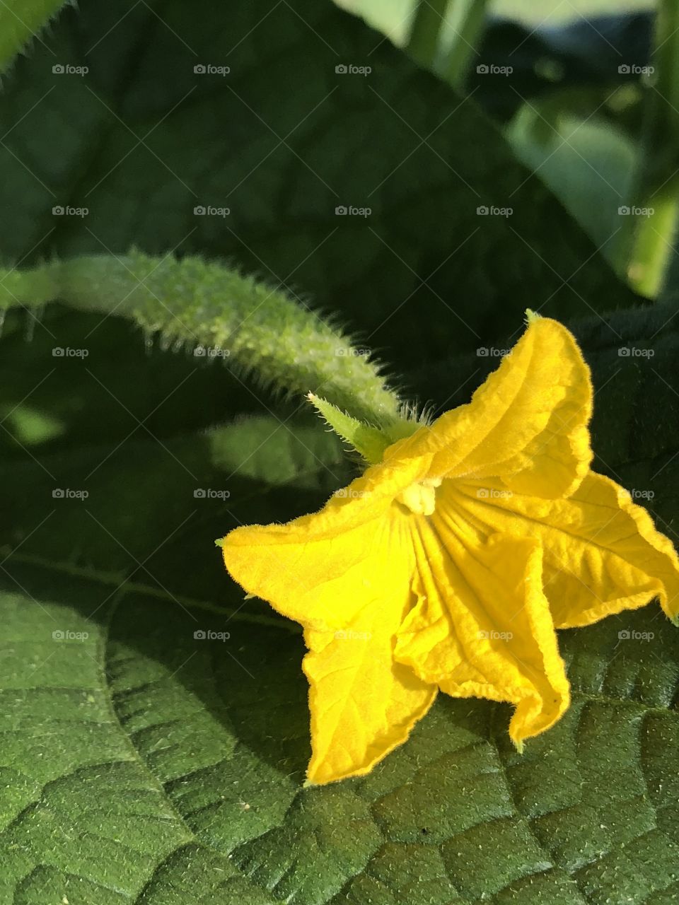 Baby cucumber with bloom  still attached. 