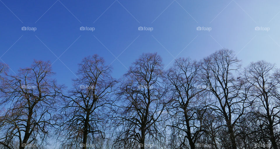 Bare trees and a clear sky in Antwerp, Belgium, march 2018.