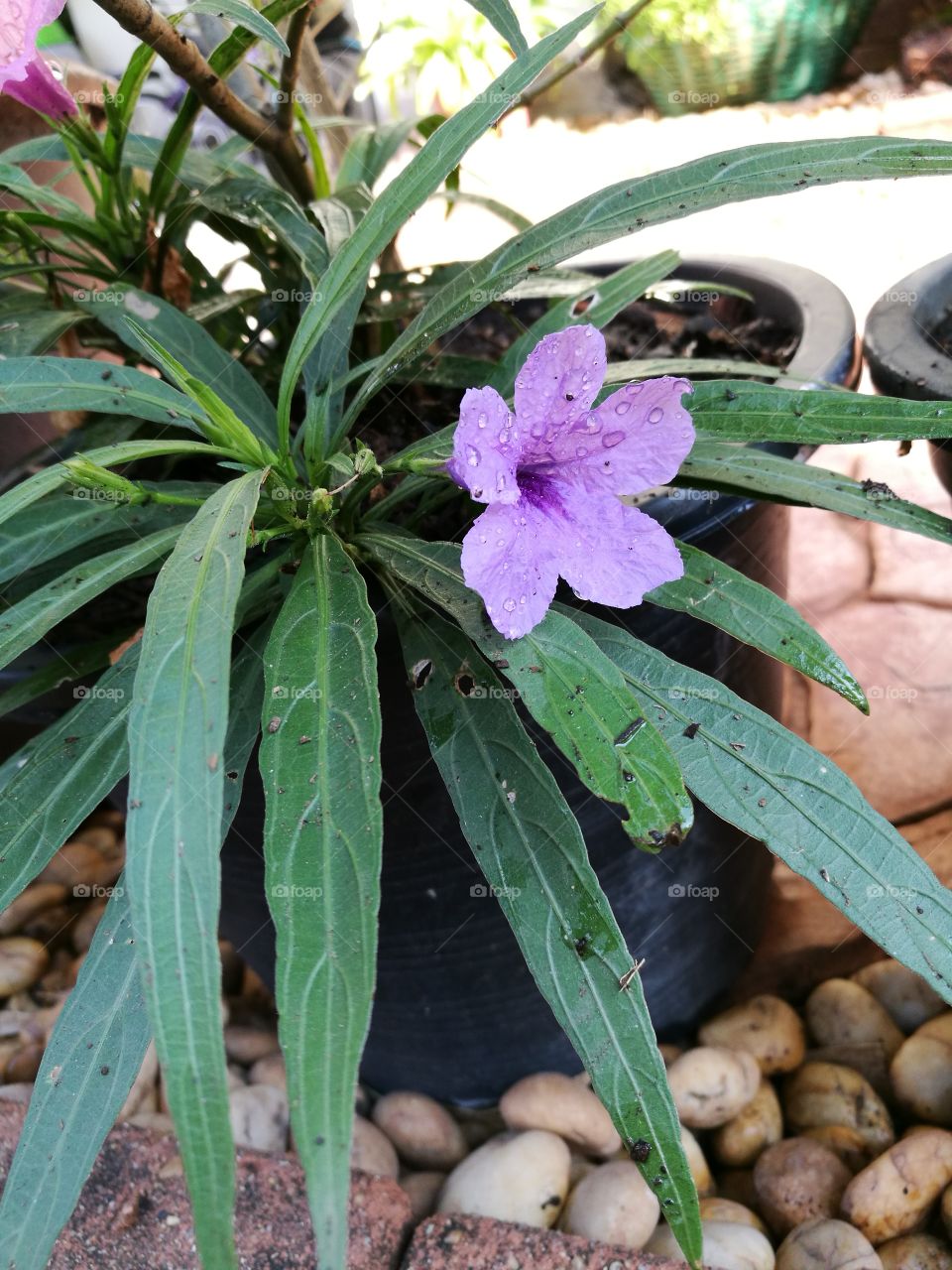 wild petunia with beautiful purple flower