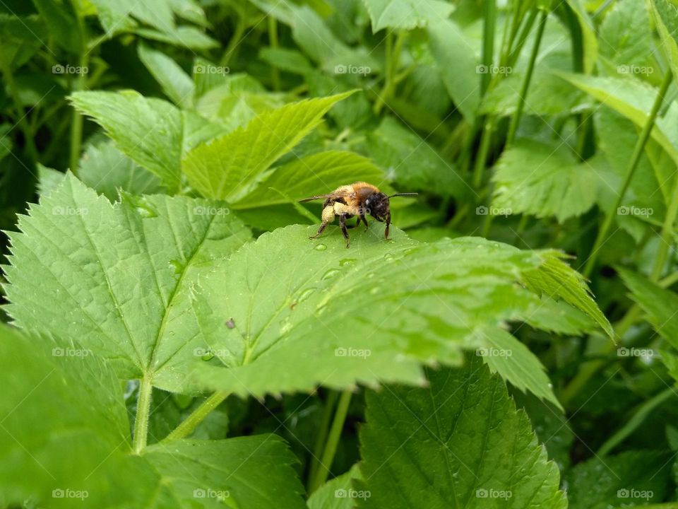 bee 🐝 and green leaves spring nature