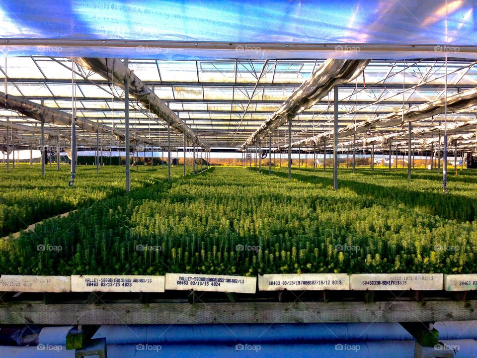 The beginnings of the most Canadian endeavour 