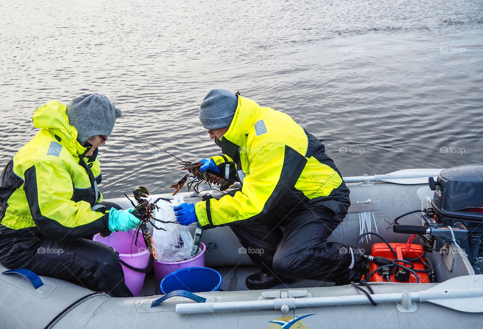 Catching lobster. 