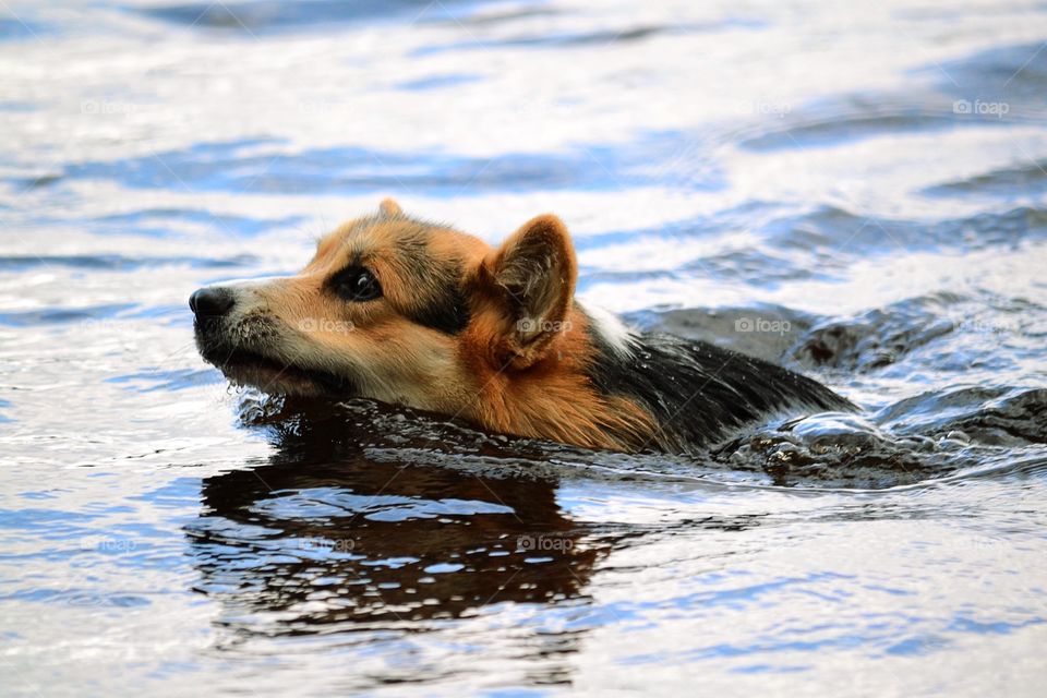 Dog swimming