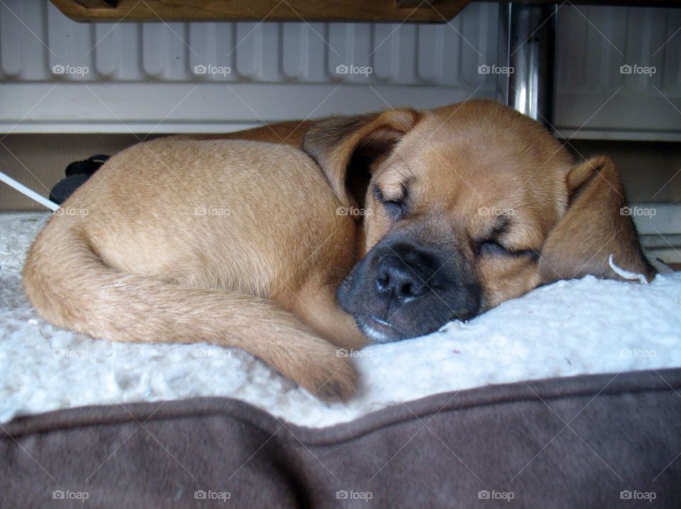 Sleepy pup