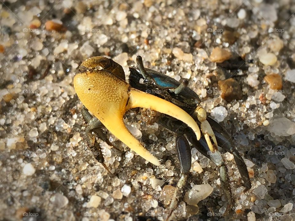 Fiddler crab on beach, cape cod, ma