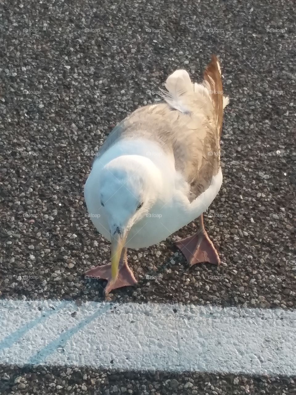 seagull