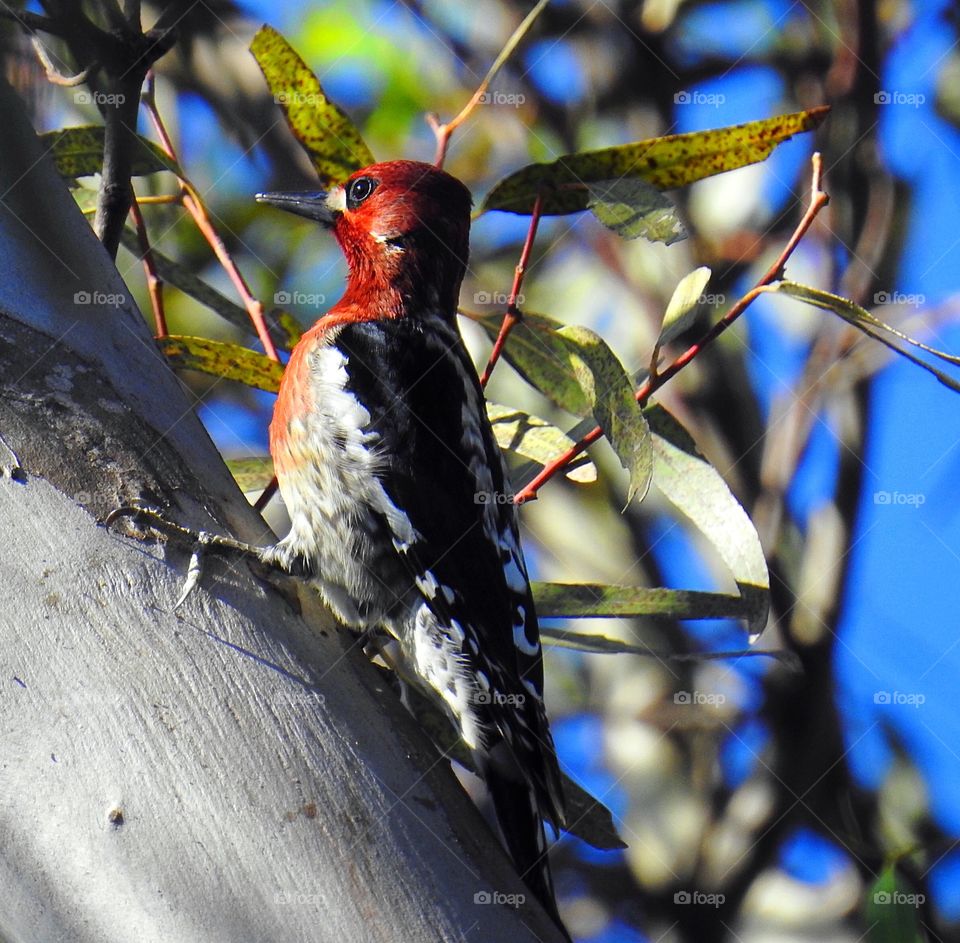 Woodpecker