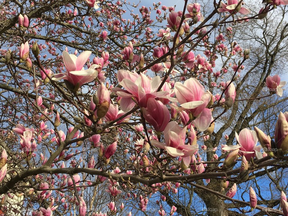 Magnolias