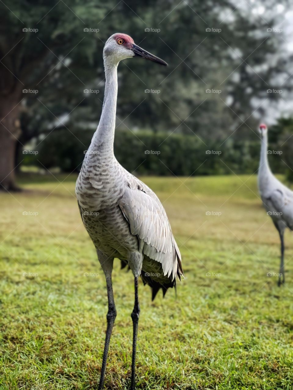 Sandhill Cranes saying hello