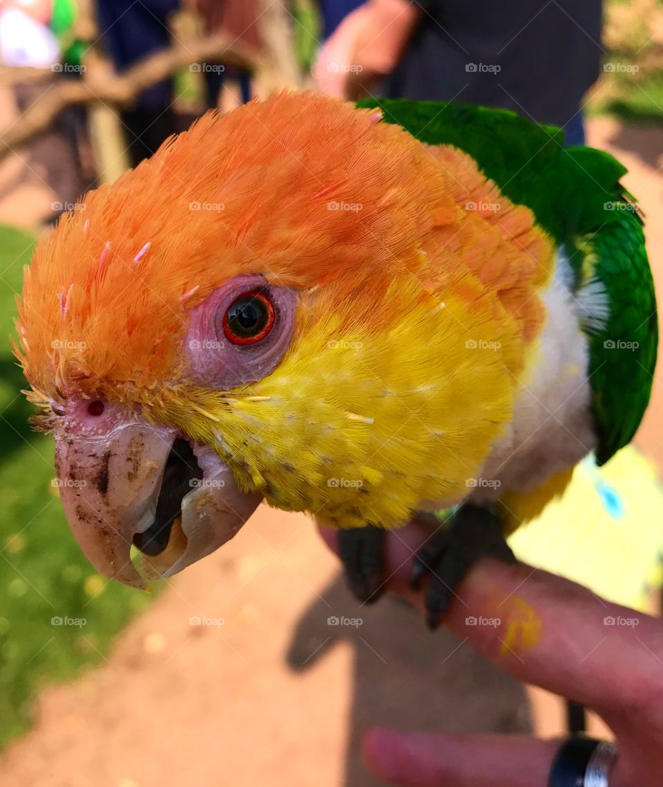 Close up of a parakeet 
