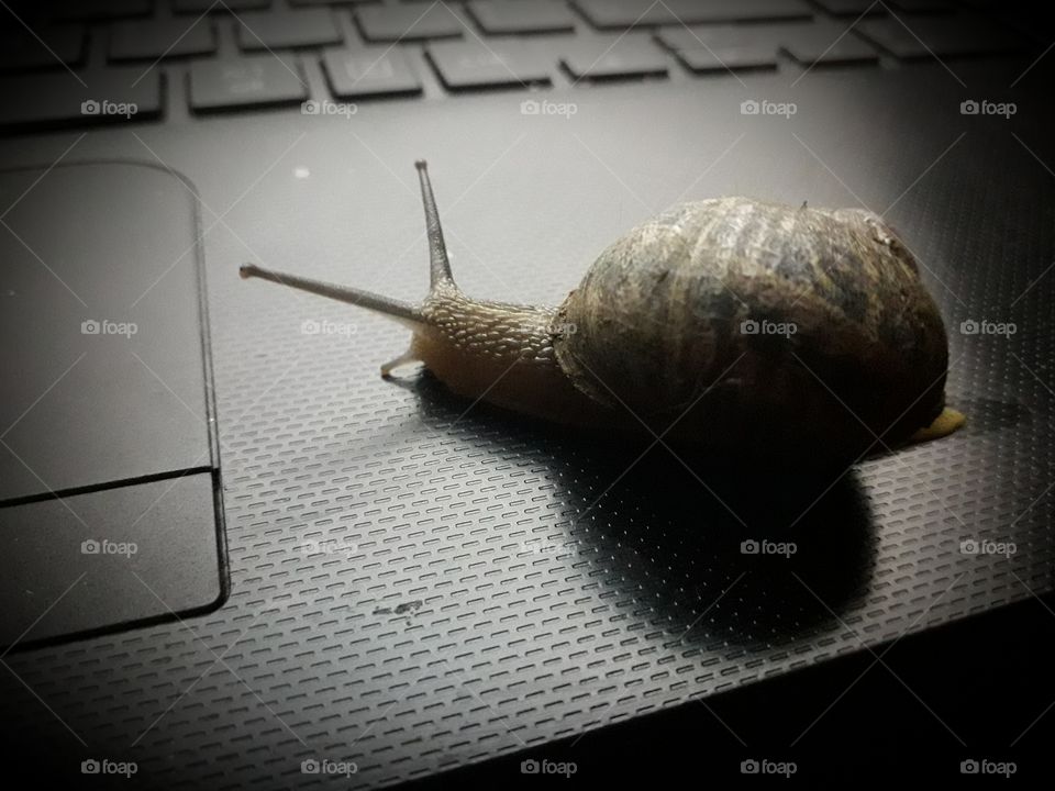 snail computer keyboard light slow black shadow