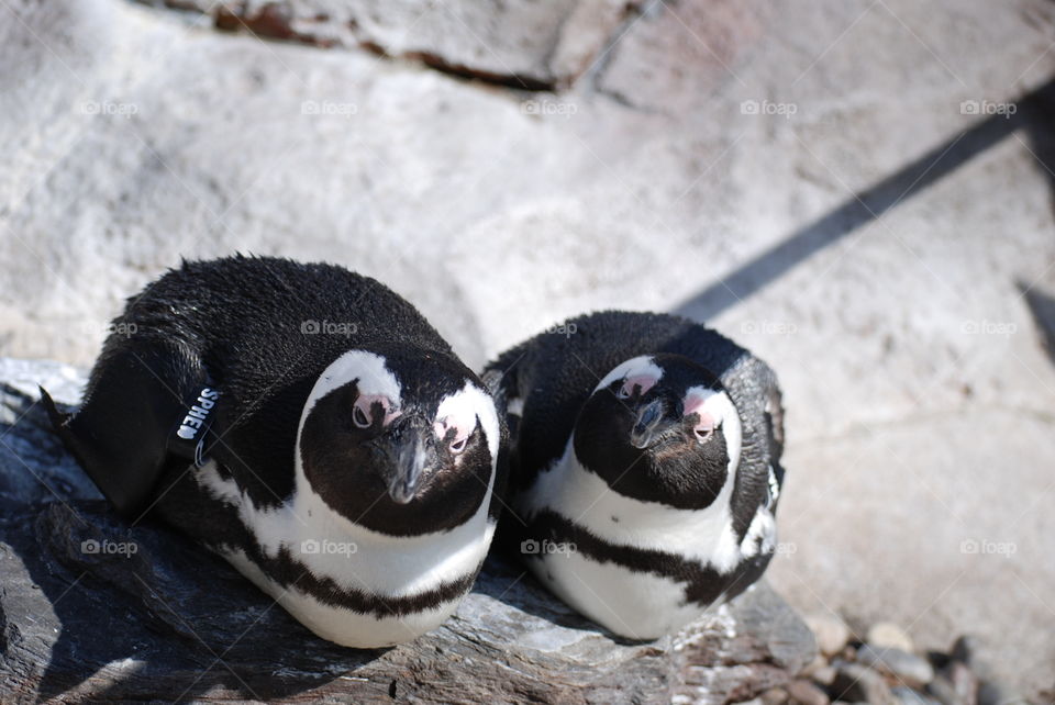 Penguins sunbathing together on a rock after a nice fish meal