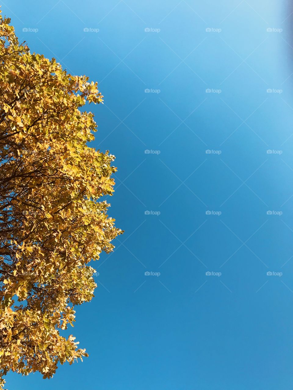 No Person, Leaf, Nature, Fall, Tree