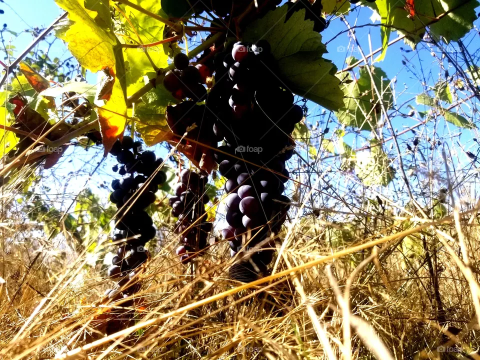 grapes