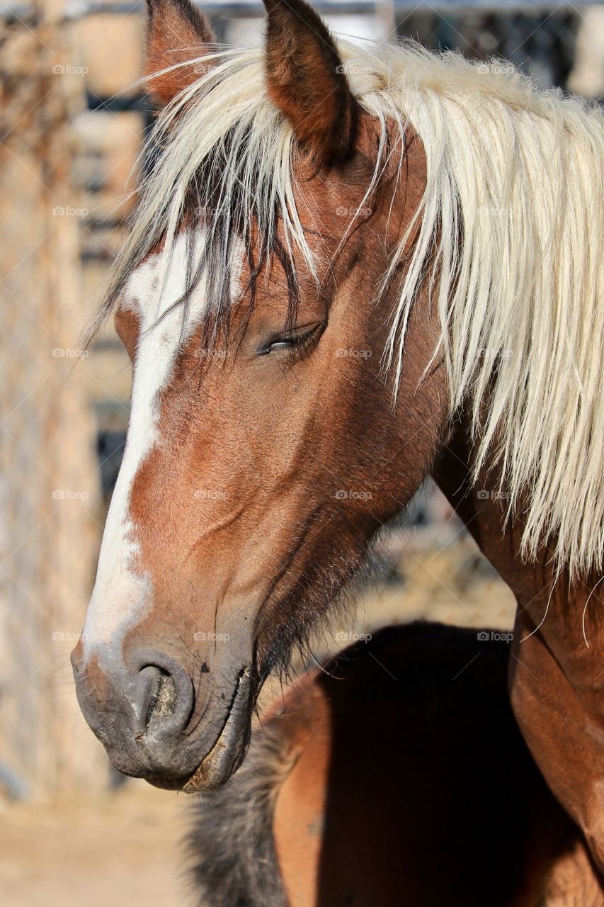 Headshot of a wild American Mustang Mare, with blonde mane, Pinto/Paint horse 