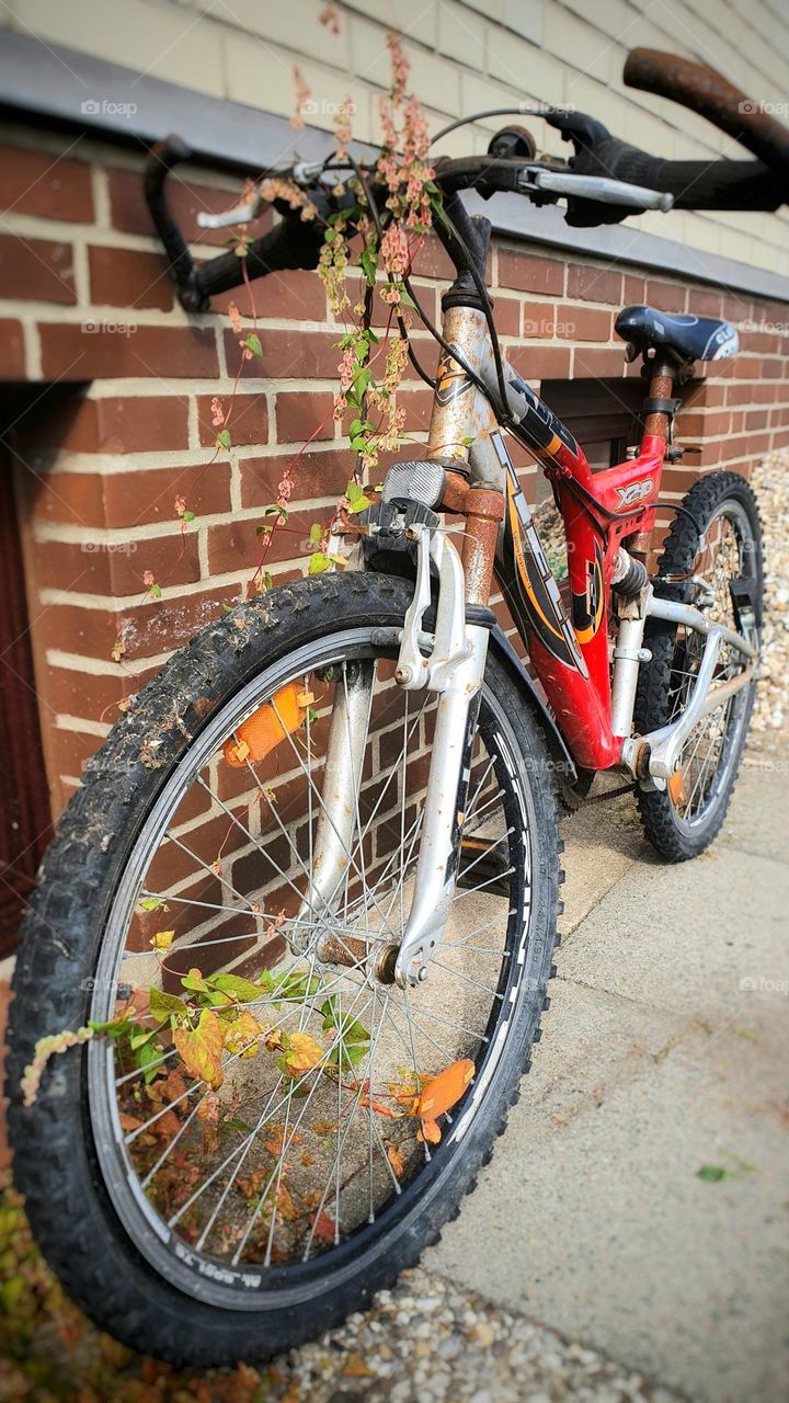 lonely bicycle,  old and forgotten, overgrown with plants