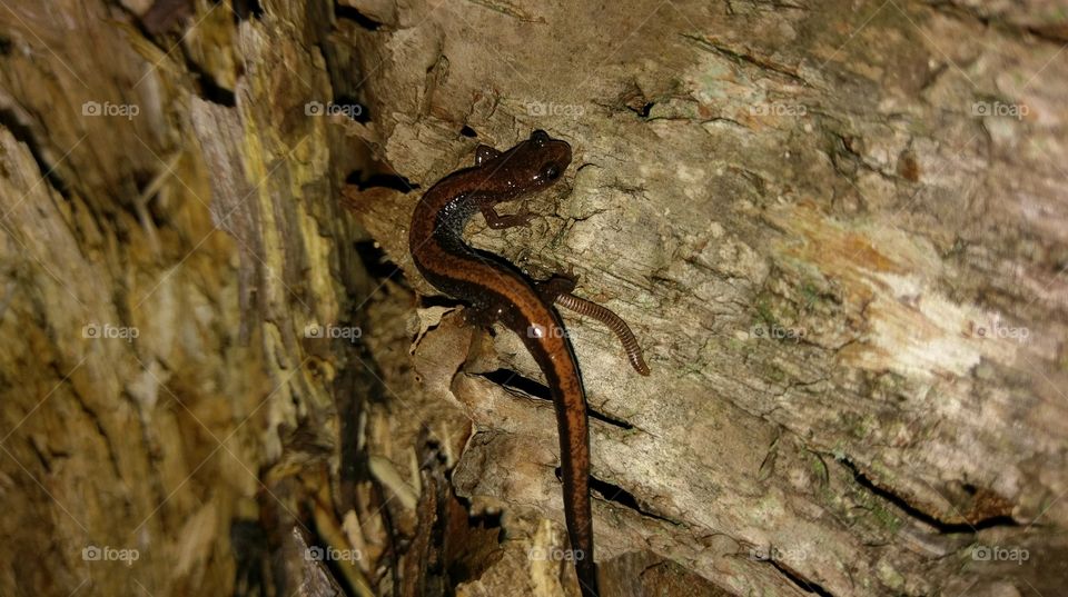 salamander