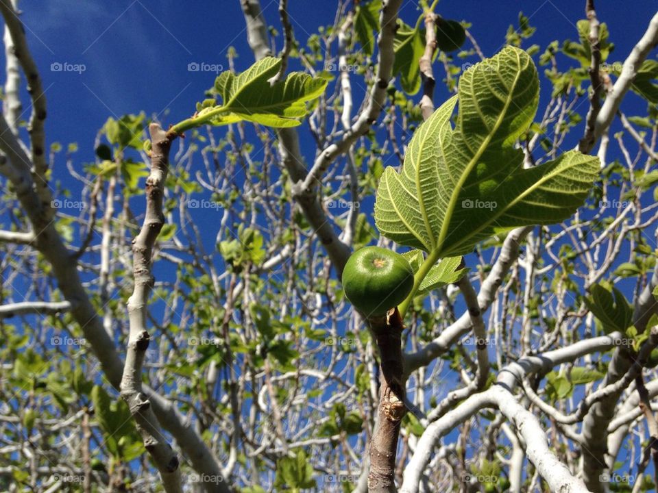 Fig tree