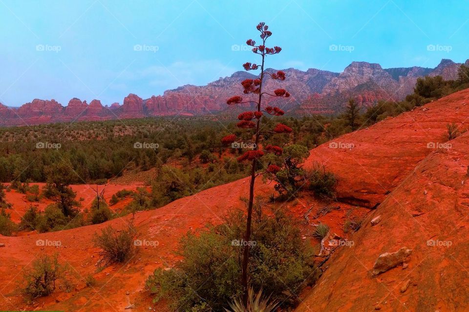 Sedona trail