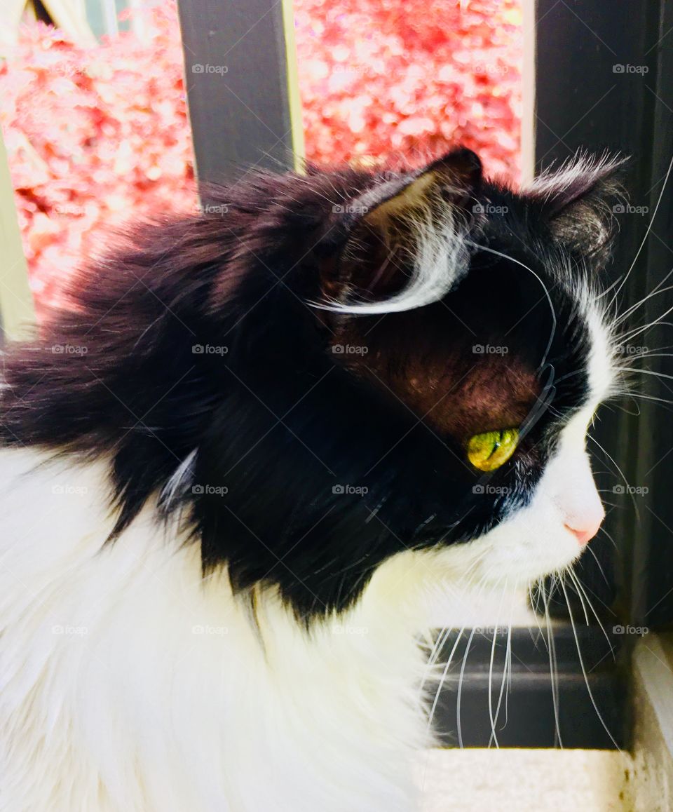 Tuxedo cat vivid color gold eyes red background