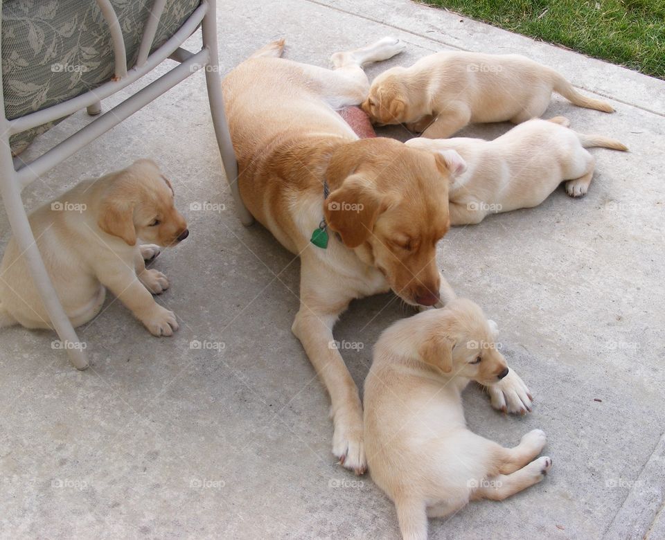 Yellow labs