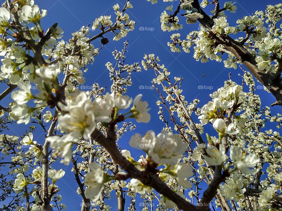 colors of sрring by foaр missions spring, plum blossom, flowering fruit trees, trees in spring, plum on a blue sky background