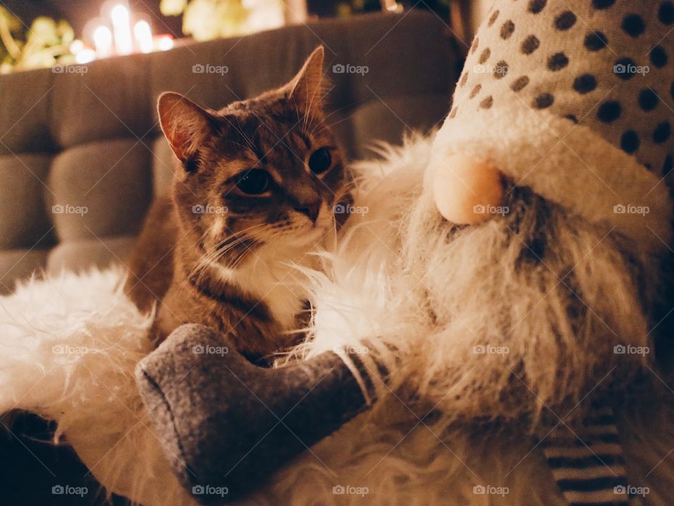 Selma the cat and Santa the bearded new friend