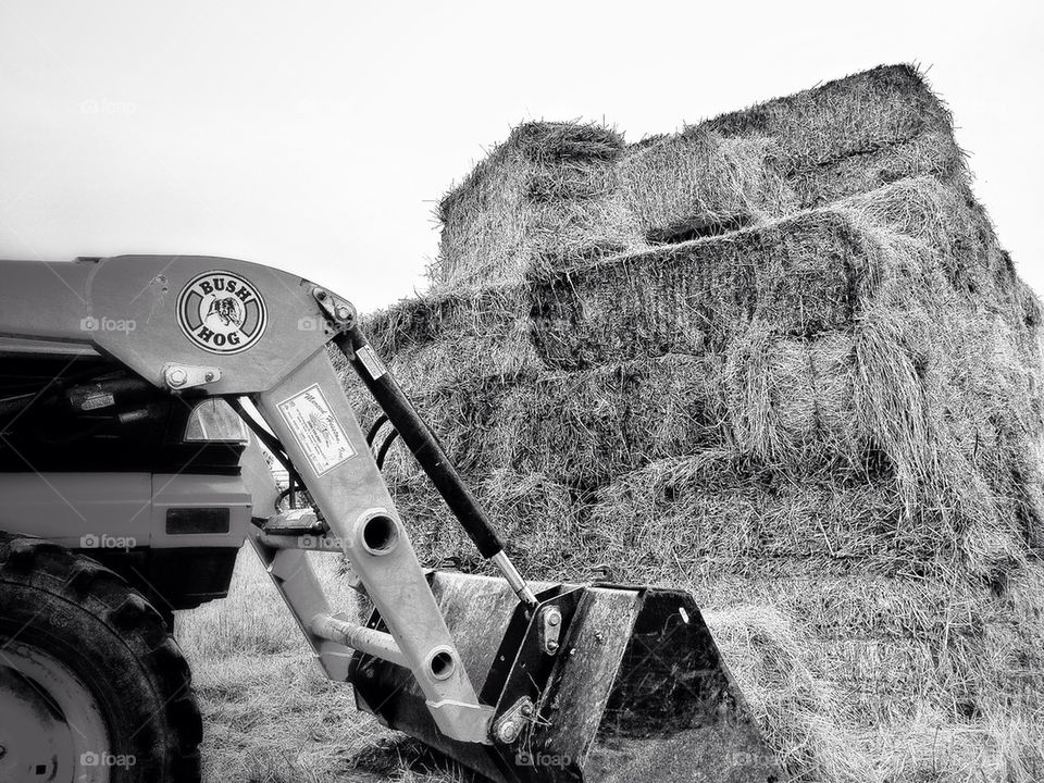 Tractor loading hay from a haystack