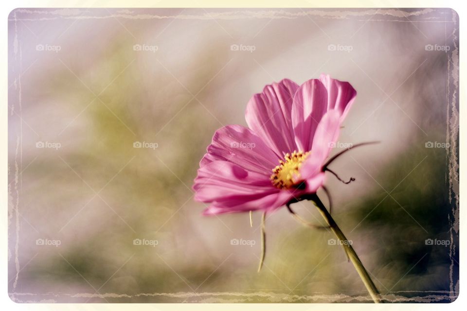 Pink Cosmos in Bloom