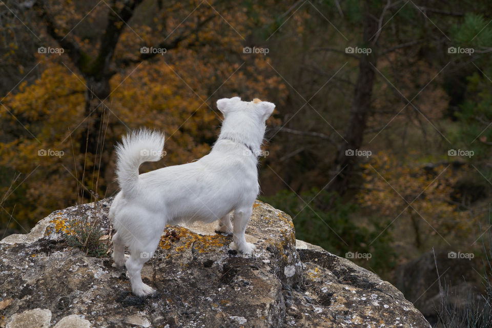 High angle view of dog standing on top of the rock