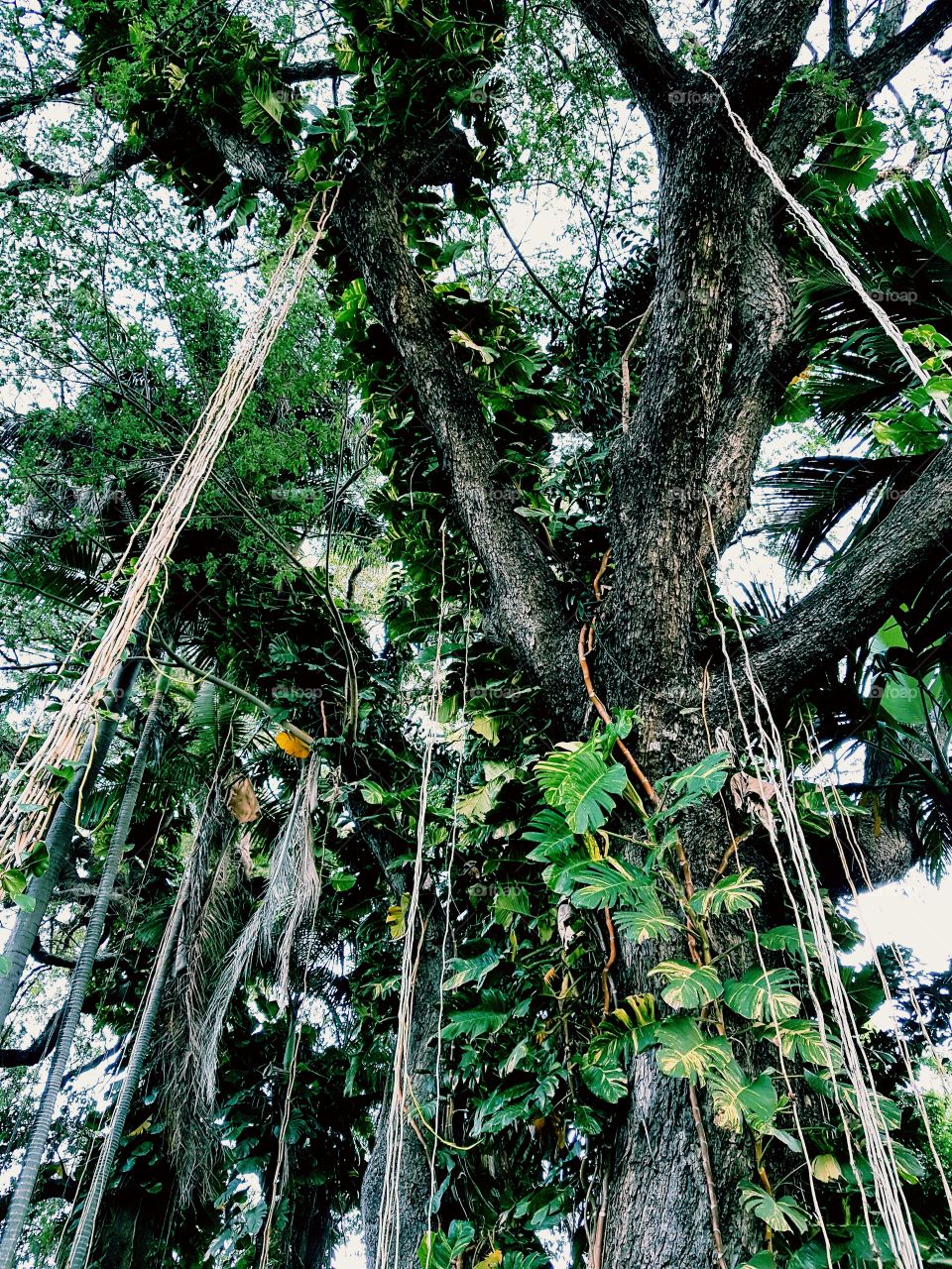 Rainforest view from below