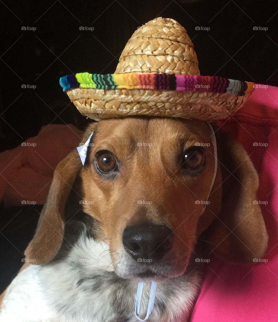 Just a sweet little Beagle wearing a sombrero! 