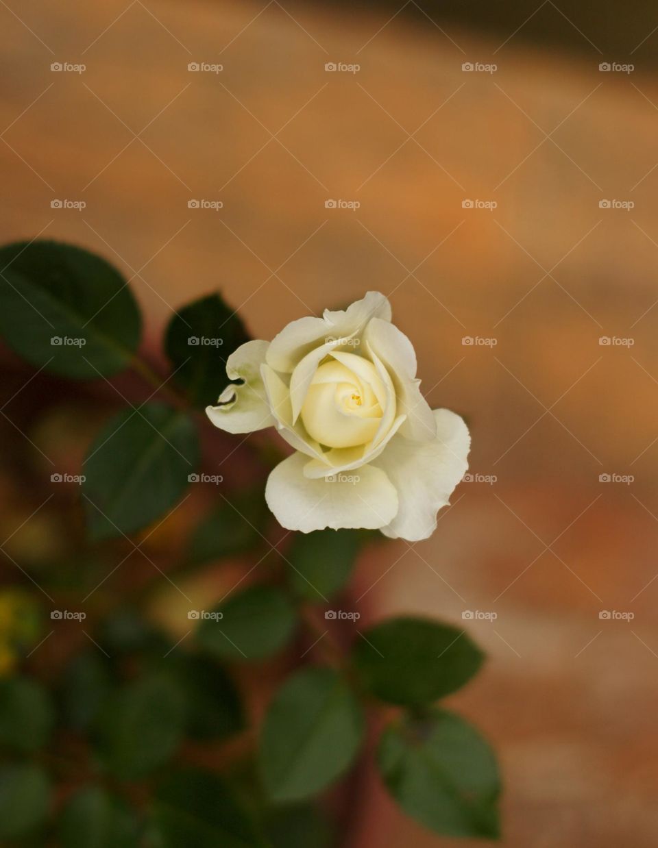 White flower