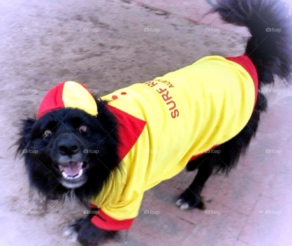 perth australia beach dog sand by clandra