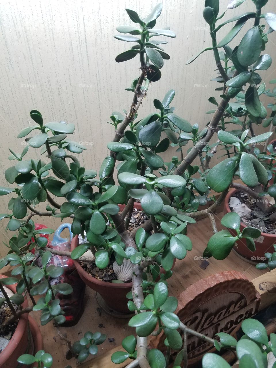 House plants in pots