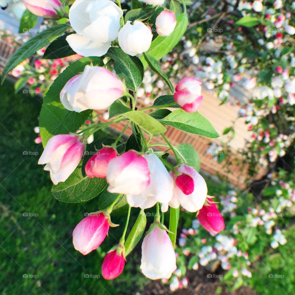 Cherry blossom in spring