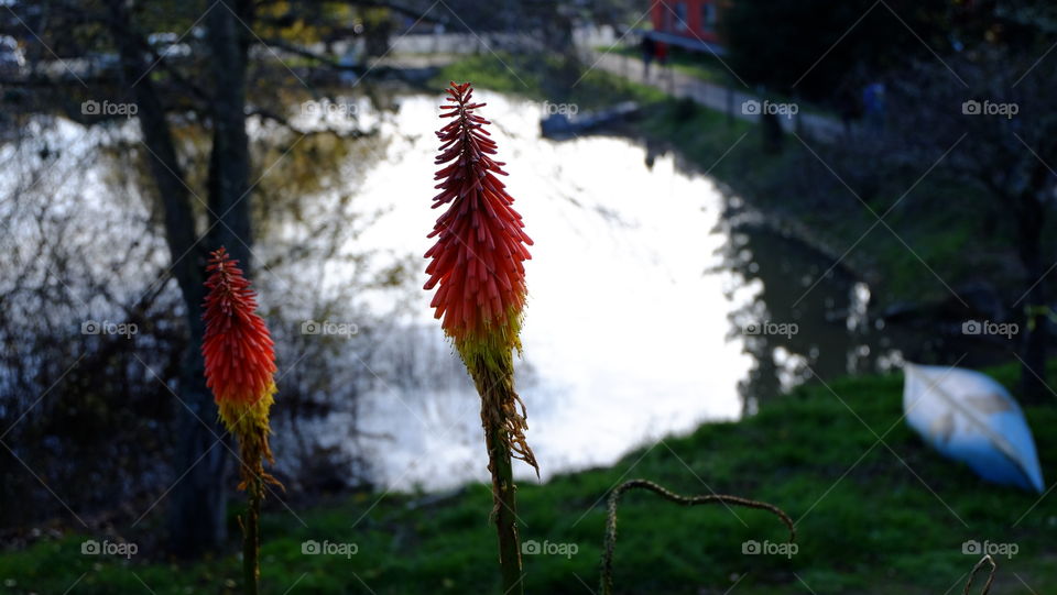 Aloe flowers at dusk, reflection and boat in background