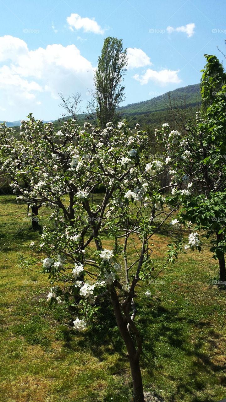 flowering orchard garden