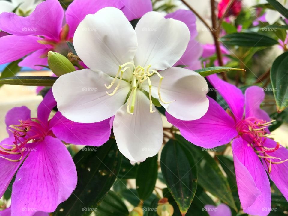 Flowers 