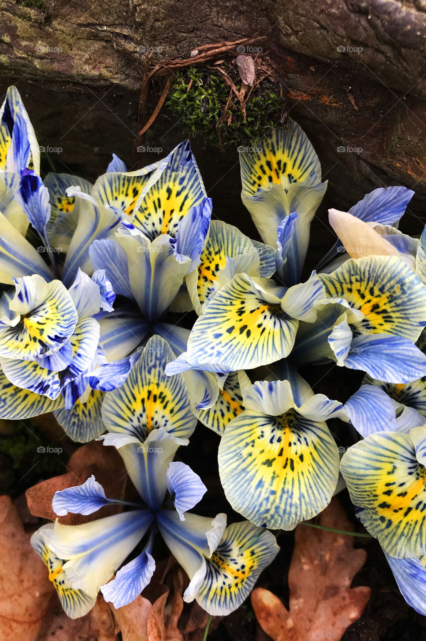 A closeup of Dwarf Iris, variety ‘Katherine Hodgkin’, at a heritage park of common & rare plants & trees. The early blooming iris are a delicate blue and white petaled iris with a bright yellow spotted center & are framed between dry leaves & a log. 