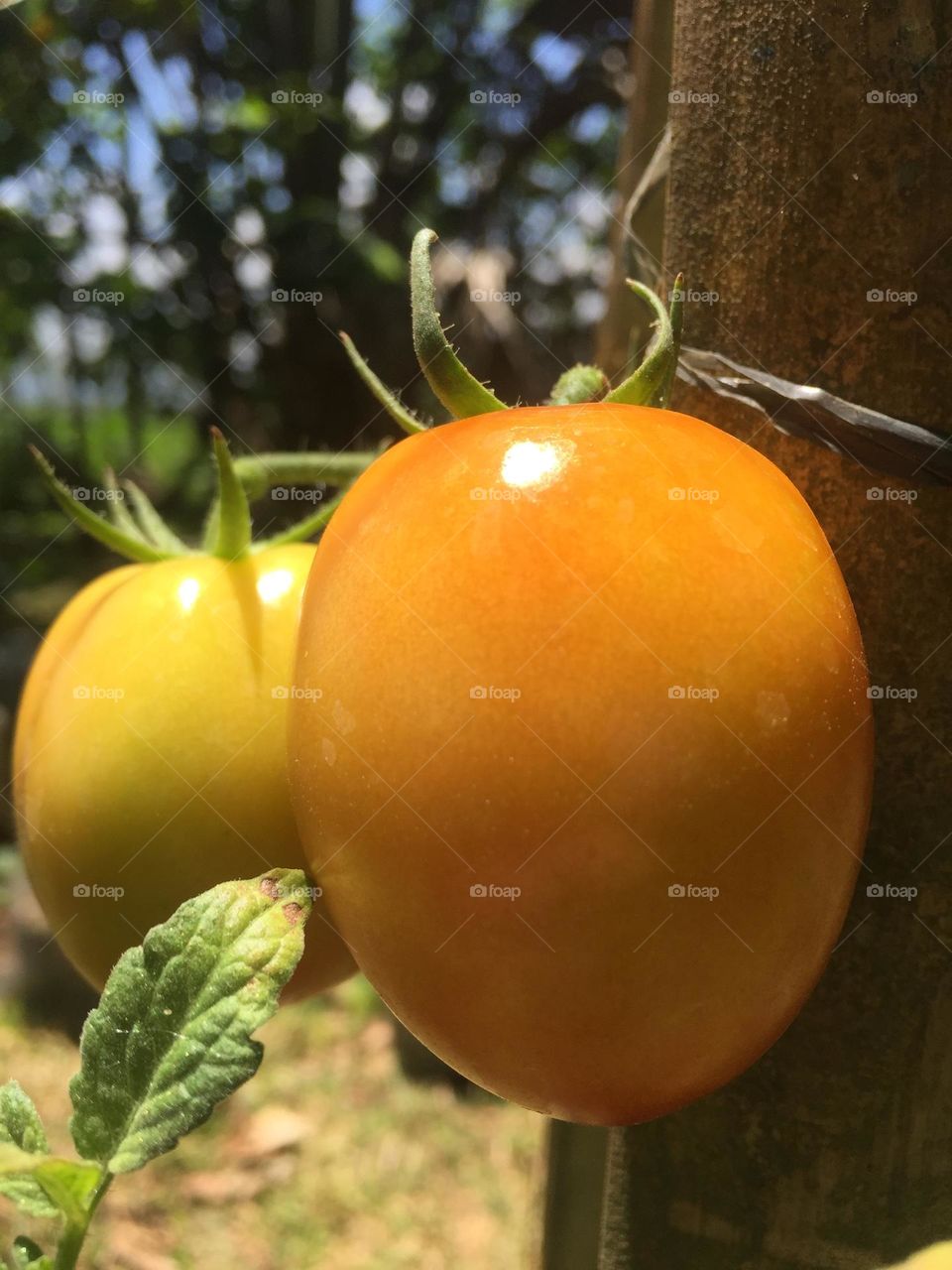 The organic Ripe Tomato from our small garden