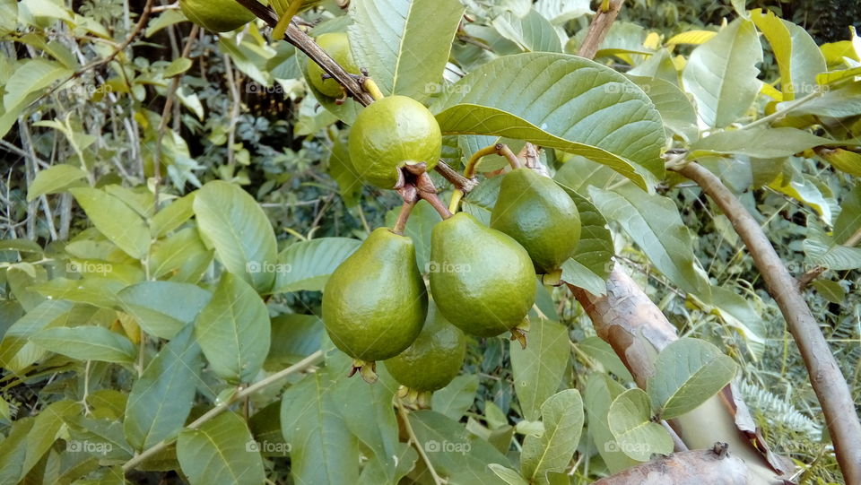 Guava,  goiaba