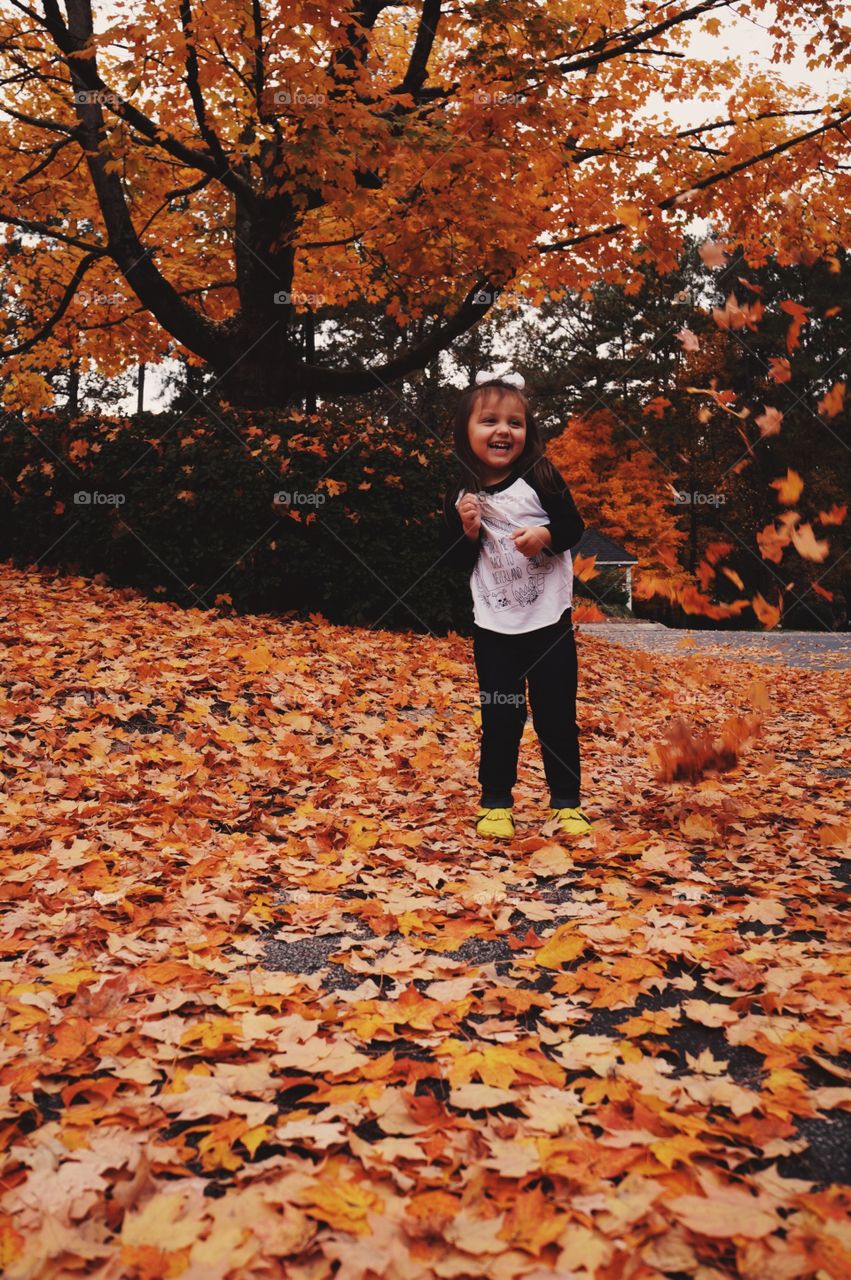 Fall, Maple, Leaf, Tree, Park