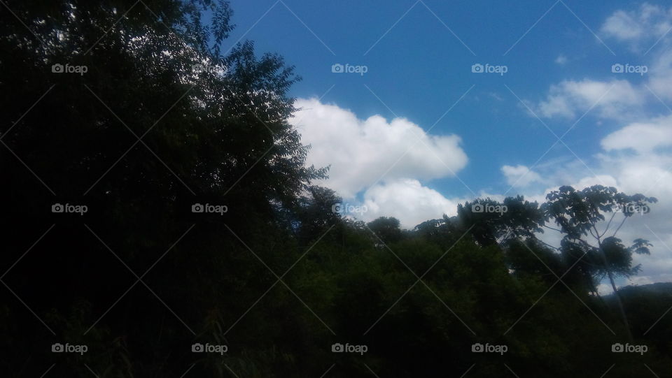 Landscape, Tree, Nature, Sky, Light