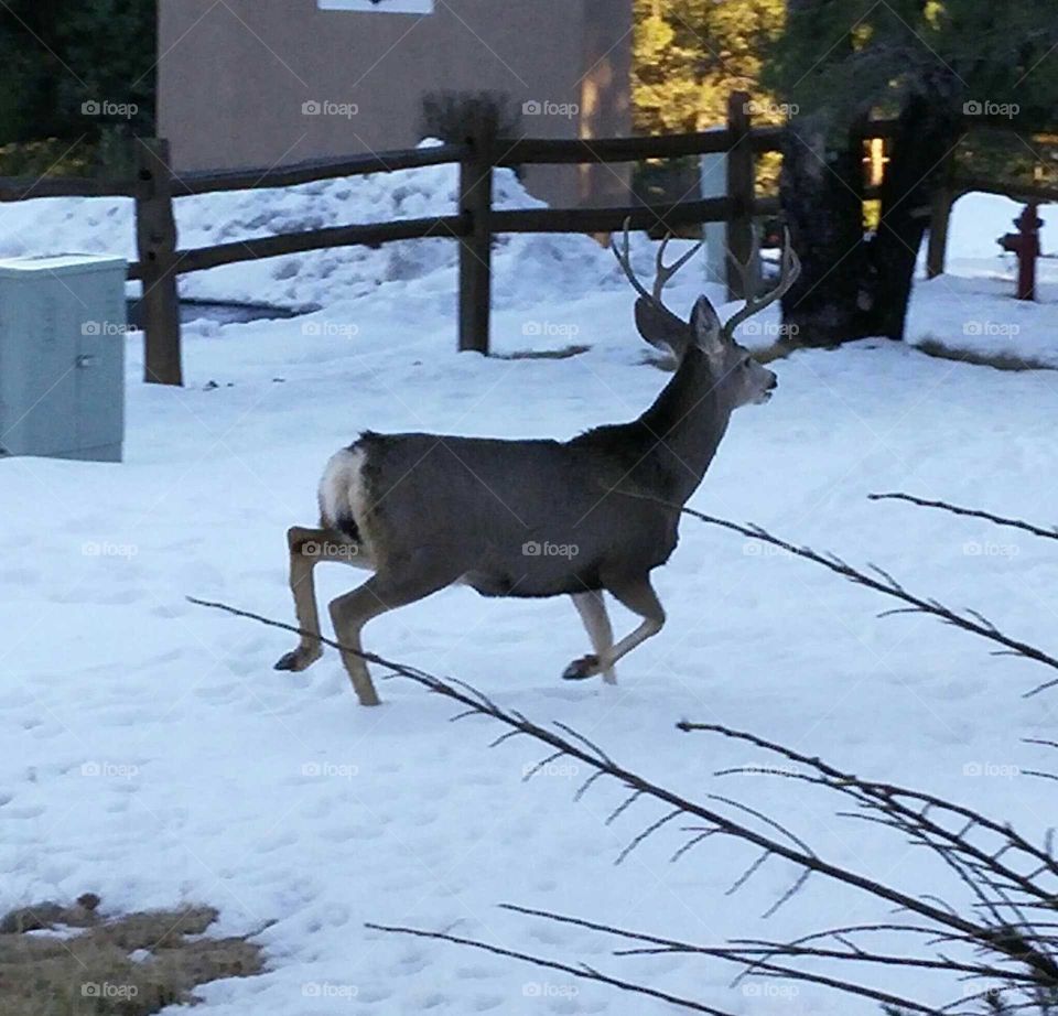 we have a house in Alto, New Mexico and there are a lot of Mule deer around all the time.