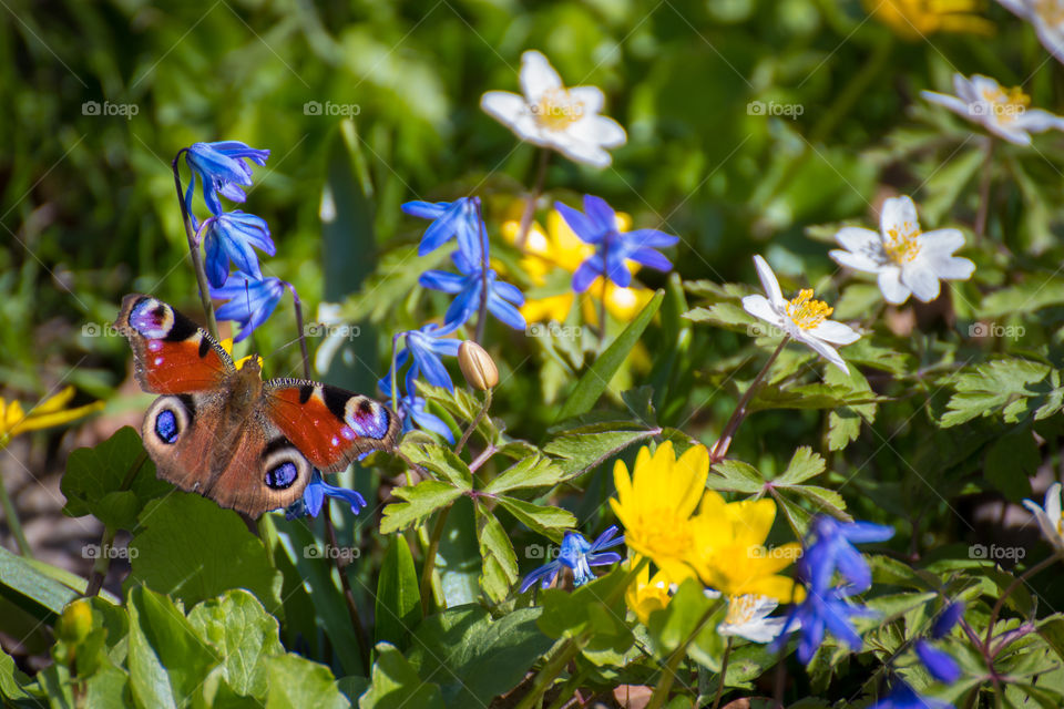 Bright multi-colored butterfly in a meadow with purple blue yellow white flowers