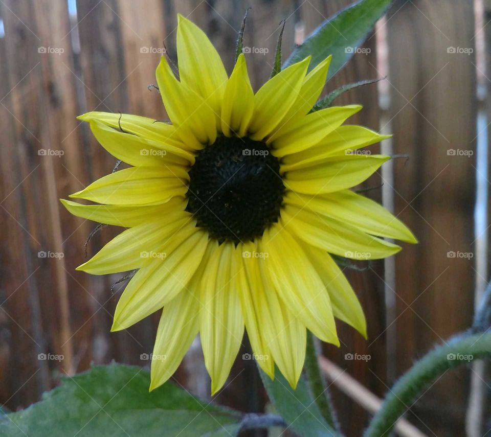 backyard sunflower