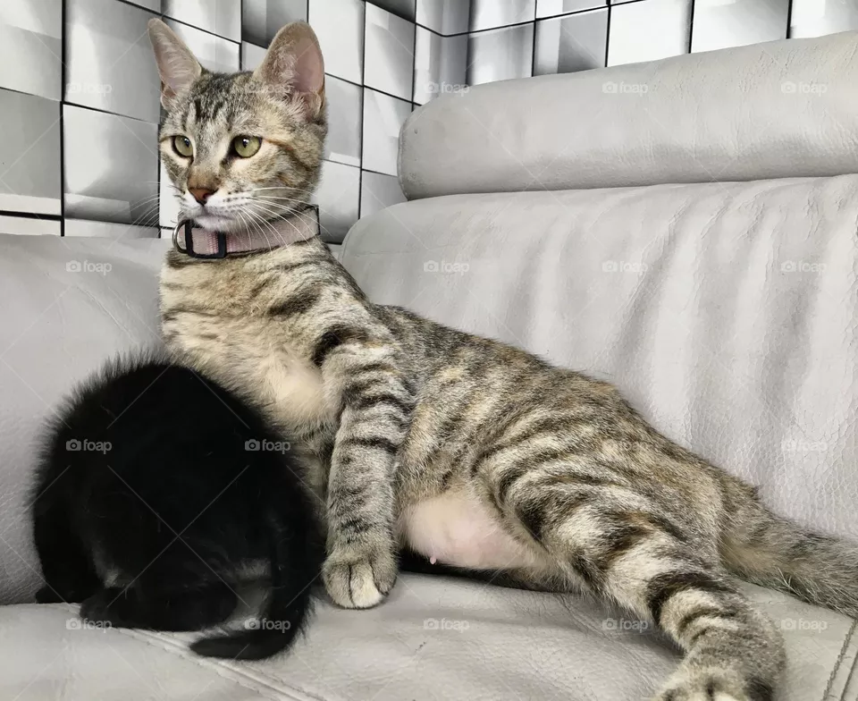 A proud cat mother